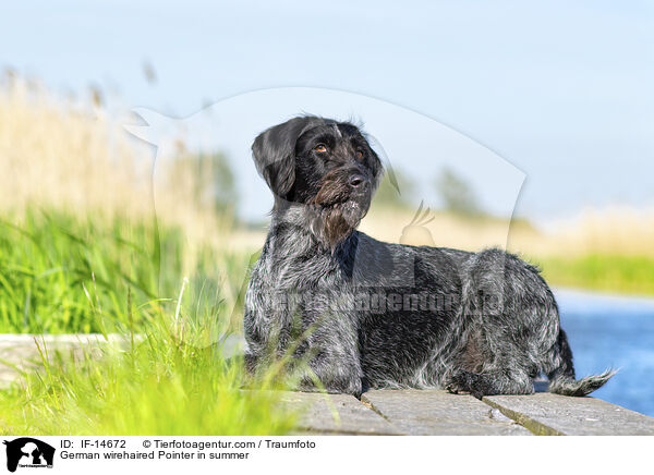 Deutsch Drahthaar im Sommer / German wirehaired Pointer in summer / IF-14672