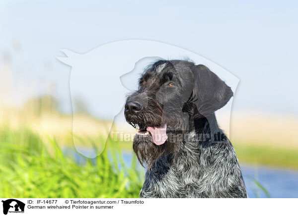 Deutsch Drahthaar im Sommer / German wirehaired Pointer in summer / IF-14677