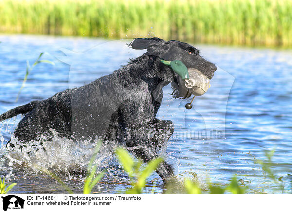 German wirehaired Pointer in summer / IF-14681