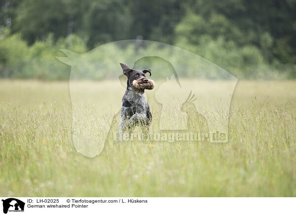 German wirehaired Pointer / LH-02025