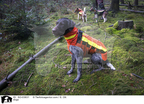 Hunde / dogs / SO-03831