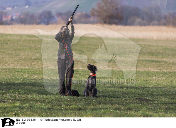 2 Hunde / 2 dogs / SO-03836