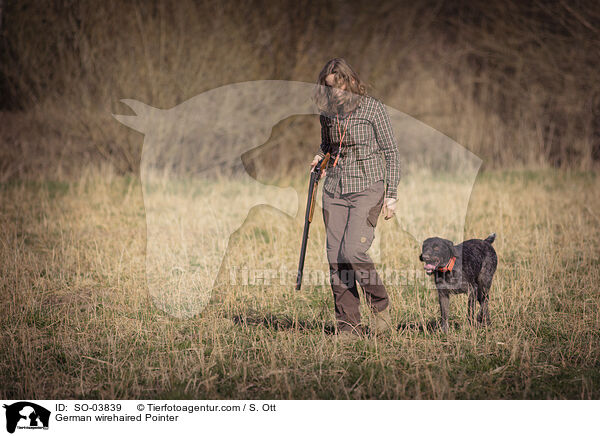 Deutsch Drahthaar / German wirehaired Pointer / SO-03839