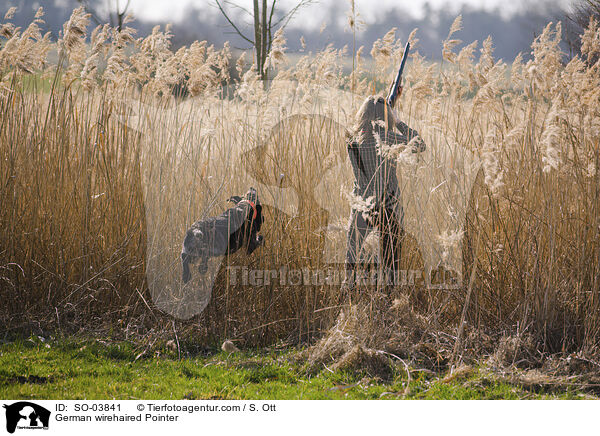 Deutsch Drahthaar / German wirehaired Pointer / SO-03841