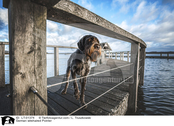 Deutsch Drahthaar / German wirehaired Pointer / LT-01374