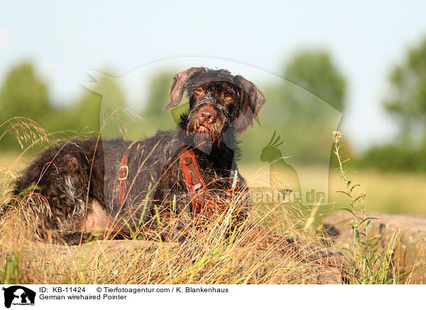 Deutsch Drahthaar / German wirehaired Pointer / KB-11424