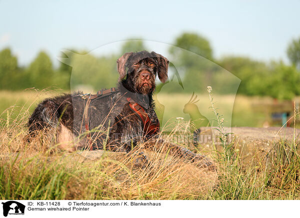 German wirehaired Pointer / KB-11428