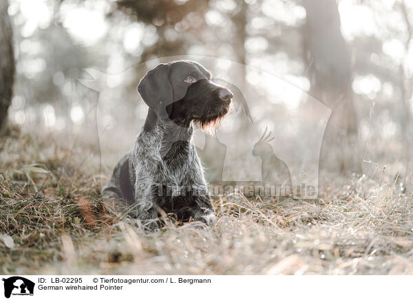 German wirehaired Pointer / LB-02295