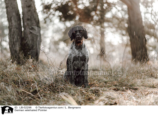 German wirehaired Pointer / LB-02298