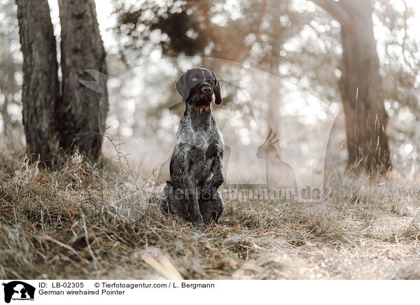 Deutsch Drahthaar / German wirehaired Pointer / LB-02305