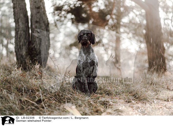 German wirehaired Pointer / LB-02306