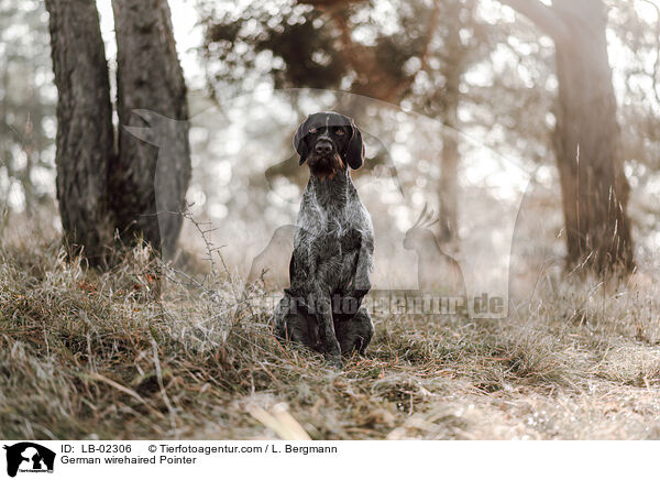 Deutsch Drahthaar / German wirehaired Pointer / LB-02306