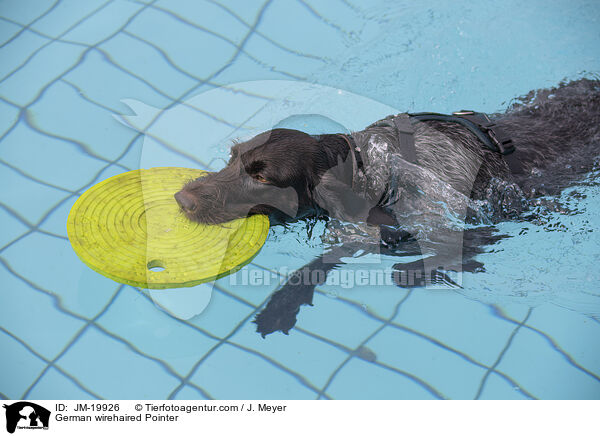 Deutsch Drahthaar / German wirehaired Pointer / JM-19926