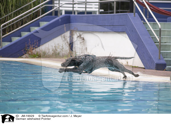 Deutsch Drahthaar / German wirehaired Pointer / JM-19929