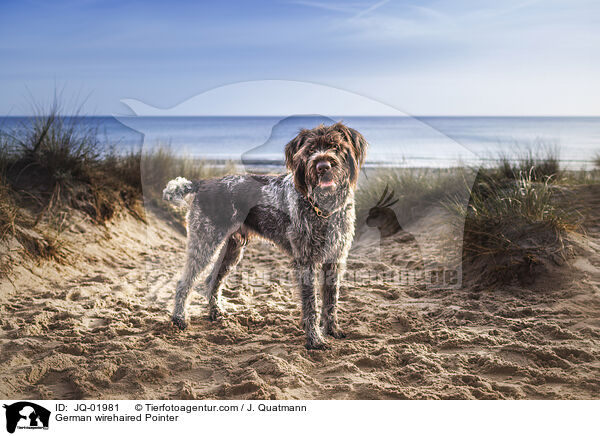 Deutsch Drahthaar / German wirehaired Pointer / JQ-01981