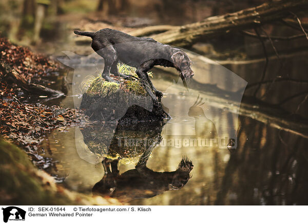 Deutsch Drahthaar / German Wirehaired Pointer / SEK-01644