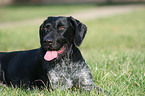 German Wirehaired Pointer