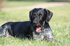 yawning German Wirehaired Pointer