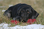 German Wirehaired Pointer