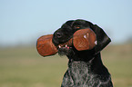 German Wirehaired Pointer Portrait