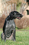 sitting German wirehaired Pointer