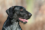 German Wirehaired Pointer Portrait