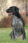 sitting German wirehaired Pointer