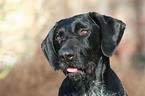 German Wirehaired Pointer Portrait