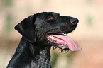 German Wirehaired Pointer Portrait