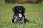 German Wirehaired Pointer