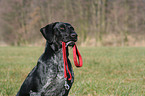 dog with leash in mouth