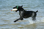 playing German Wirehaired Pointer