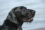 German Wirehaired Pointer Portrait