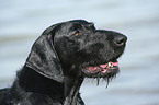 German Wirehaired Pointer Portrait