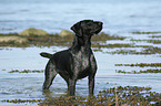 standing German Wirehaired Pointer