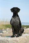 sitting German Wirehaired Pointer