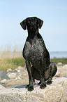 sitting German Wirehaired Pointer