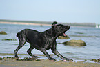 playing German Wirehaired Pointer