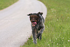 German wirehaired Pointer