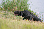 German Wirehaired Pointer