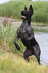 German Wirehaired Pointer