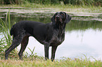 German Wirehaired Pointer