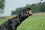 German Wirehaired Pointer