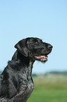 German Wirehaired Pointer
