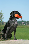 German Wirehaired Pointer