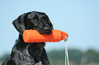 German Wirehaired Pointer