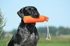 German Wirehaired Pointer