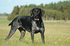 German wirehaired Pointer