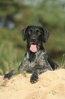 German wirehaired Pointer