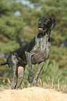 German wirehaired Pointer